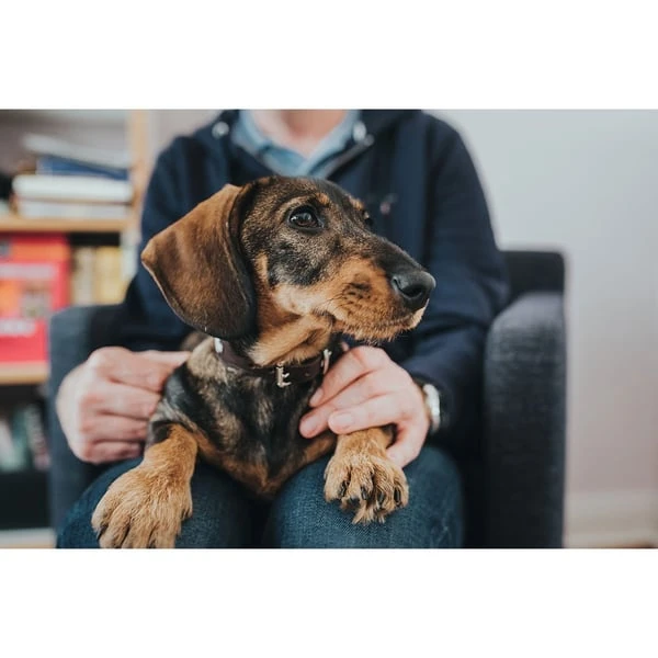 Hunter Halsband Swiss nickel Braun/Schwarz