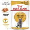 ROYAL CANIN British Shorthair Adult Katzenfutter Nass Für Britisch Kurzhaar