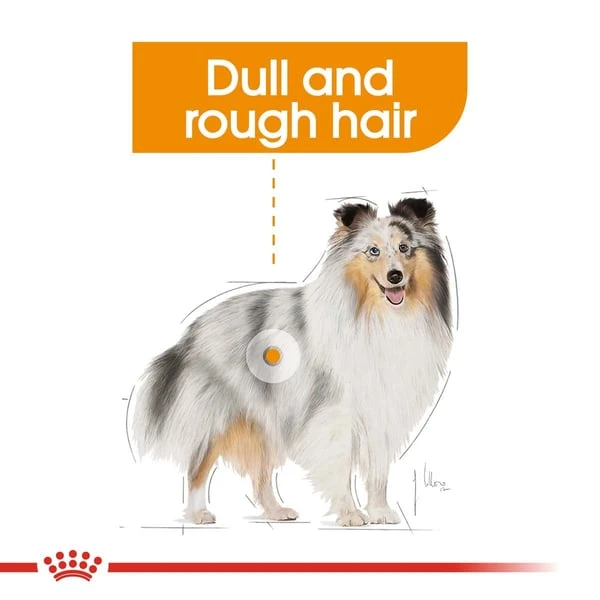 ROYAL CANIN COAT CARE MINI Trockenfutter für kleine Hunde für glänzendes Fell