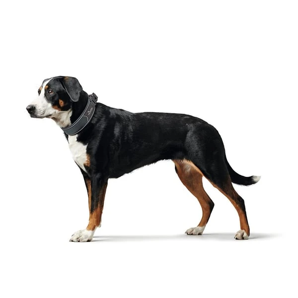 Hunter Halsung Divo rot