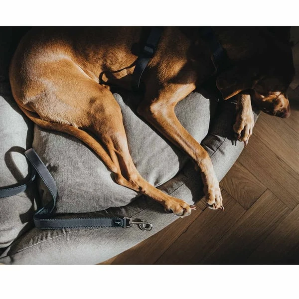 Hunter Verstellbare Führleine Divo grau