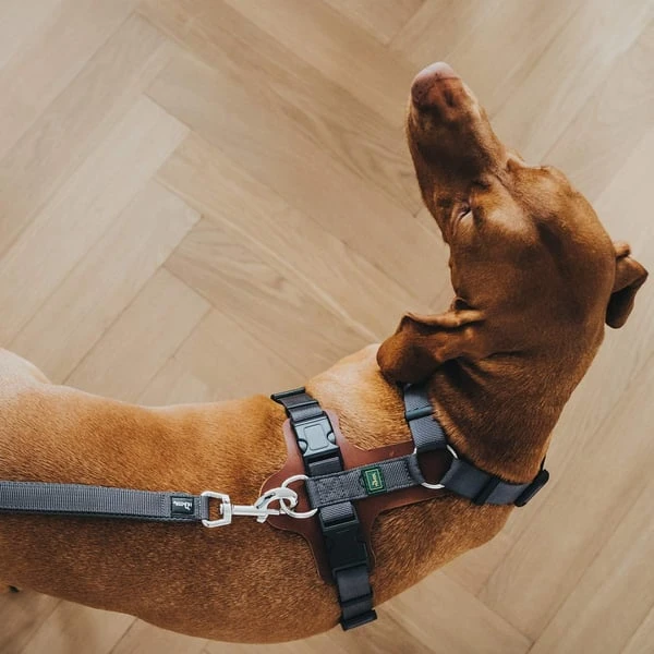 Hunter Verstellbare Führleine Divo grau