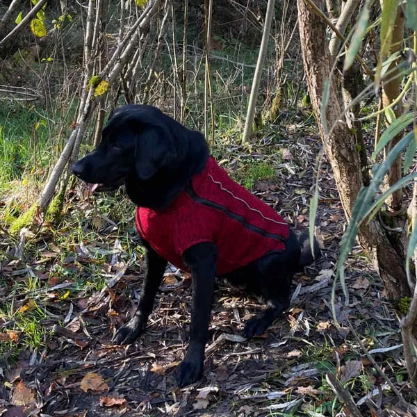 iEnergy OSC isolierende Outdoor-Hundejacke