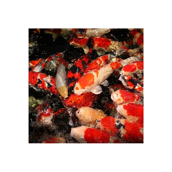 JBL PROPOND Hauptfutter STAPLE M