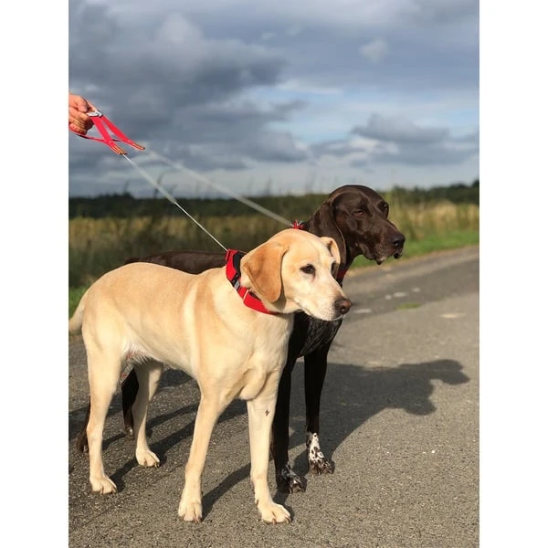 WowWow Professional Halsband Rot