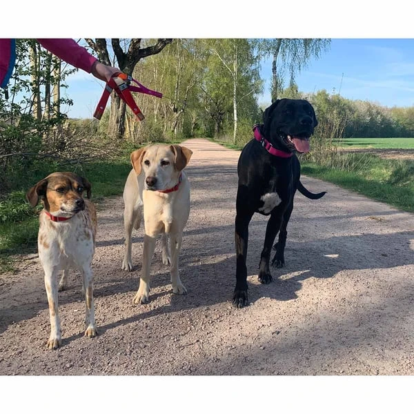 WowWow Professional Halsband Rot